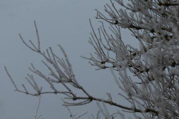 This winter scene captures the beauty of frosted tree branches, creating a serene and chilly...