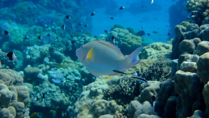 Candelamoa parrotfish or longnose parrotfish (Hipposcarus harid) undersea, Red Sea, Egypt, Sharm El Sheikh, Montazah Bay