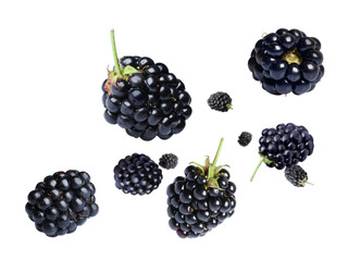 Fresh blackberries in air on white background