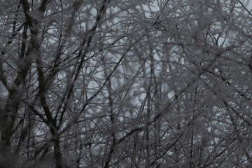 In a winter forest, bare trees reach for a dreary sky, creating a somber yet tranquil scene for deep reflection and contemplation