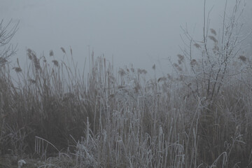 The frostcovered reeds stand beautifully alongside a misty water body, creating a serene and tranquil scene in a cold winter environment