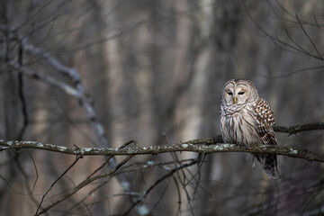 Barred Owl (Strix varia)
