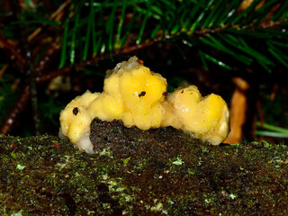 Tremella mushroom with insects walking on it