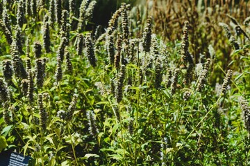 Bloom Plants at an Outdoor Garden