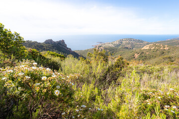 Cote de l'esterel dans le var paysage cote bleu