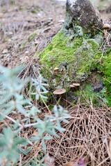 Mushrooms moss forest. High quality photo