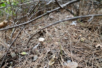 Mushroom forest ground. High quality photo