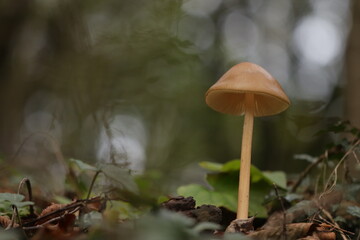 un fungo nel bosco in autunno