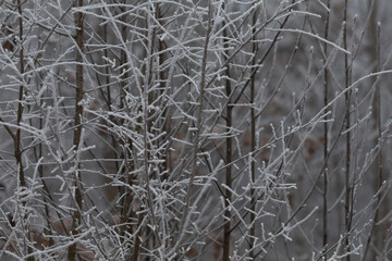 This winter scene captures the beauty of frosted tree branches, creating a serene and chilly atmosphere