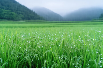 Obraz premium Rice field in rainy season with foggy background and rain drops