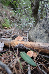 Mushrooms on log. High quality photo