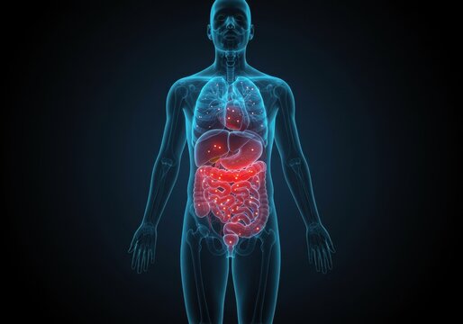 Human digestive system in transparent anatomical view with highlighted intestines