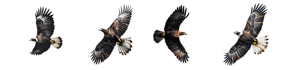 Eagle soaring silhouette – The outline or shadow of an eagle in flight, often seen against the sky. Isolated on Clear White Background Highly Detailed