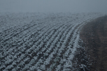 The foggy scene depicts a textured ground with low visibility and soft colors, all working together to create a serene and atmospheric backdrop