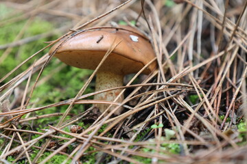 Mushroom forest floor. High quality photo