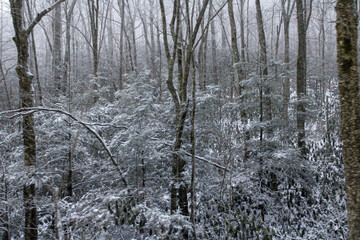 A dense winter forest covered in snow and frost, with tall bare trees and evergreen bushes. The atmosphere is cold, quiet, and misty, creating a serene and moody natural scene.