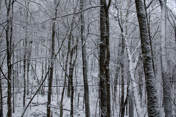 Fototapeta premium A dense winter forest covered in snow and frost, with tall bare trees and evergreen bushes. The atmosphere is cold, quiet, and misty, creating a serene and moody natural scene.