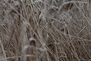 In a peaceful winter landscape, dried grass and tall reeds beautifully showcase the elegance of frost and intricate natural patterns around them