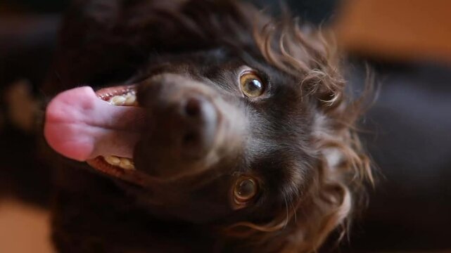 Young English Cocker Spaniel puppy, close-up portrait. Young dark brown English Cocker Spaniel puppy on the bed. A young playful English Cocker Spaniel puppy looks at the camera. Happy pup, soft focus