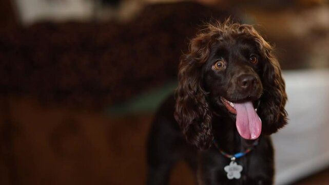 Young English Cocker Spaniel, close-up portrait. Young dark brown English Cocker Spaniel puppy on the bed. A young playful English Cocker Spaniel puppy looks at the camera. Happy pup, soft focus