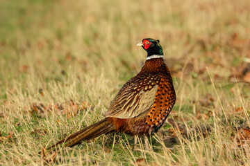 Ring-necked Pheasant in Winter. Colourful, male or cock pheasant stood in cut corn field with head turned to the left. Scientific name: Phasianus Colchicus. Horizontal.  Space for copy.