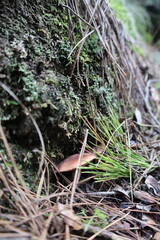 Mushrooms moss forest. High quality photo