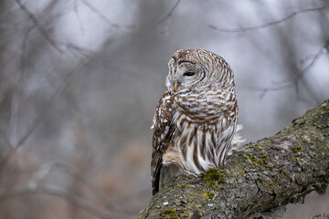 Barred Owl (Strix varia)