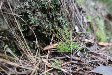 Mushrooms moss forest. High quality photo