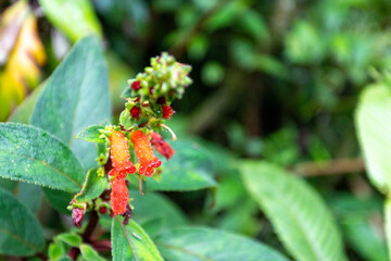 Voyage au Costa Rica jungle lac volcan cascade vie sauvage