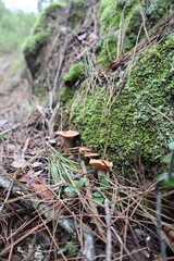 Mushrooms moss forest. High quality photo