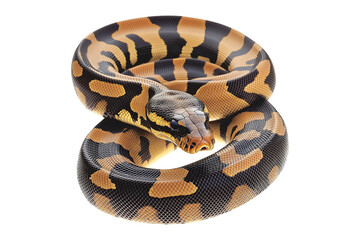 Obraz premium Coiled yellow and black patterned snake, isolated on white transparent background, reptiles or wildlife, symbolizing Chinese Lunar New year
