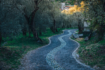 Fototapeta premium Olive trees and the road from cobblestones in Italy near the Lake Garda, Trentino in Italy