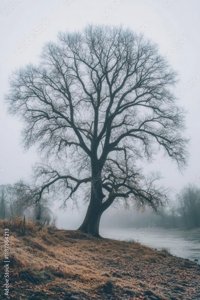 Poster tree stands alone in a field with a foggy sky in the background. the tree is bare and has no leaves,