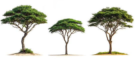Collection of three African acacia trees isolated on transparent background