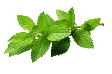 Fresh mint leaves on white background ready for culinary use in dishes and beverages to enhance flavor and aroma