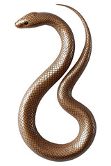 Fototapeta premium Glossy brown snake coiled in a spiral shape isolated on white transparent background, reptiles or wildlife, symbolizing Chinese Lunar New year
