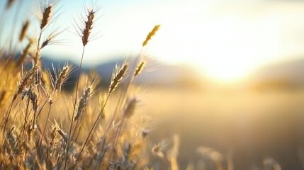 Fototapeta premium A meadow bathed in sunlight with a hazy depiction of the grass in the foreground