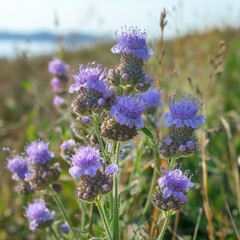 Obraz premium Phacelia officinalis, blue wildflowers in summer