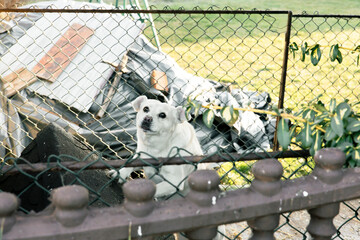 Dog in pen, homeless animal shelter, rabies, dog vaccinations.