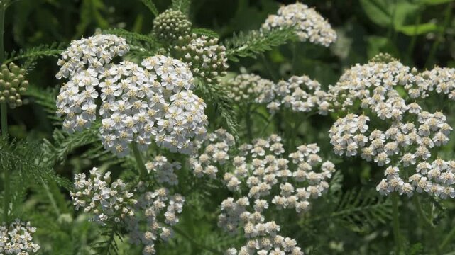 medicinal yarrow herb blossoming on field with working bumblebee at sunny day