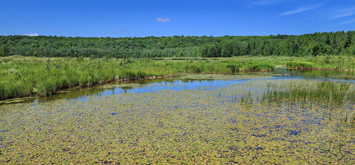 A summer marsh landscape panorama: a marsh with water-lilies, birdhouses, and lush green grasses with a forest background