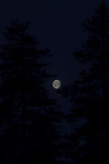 Full moon forest 
