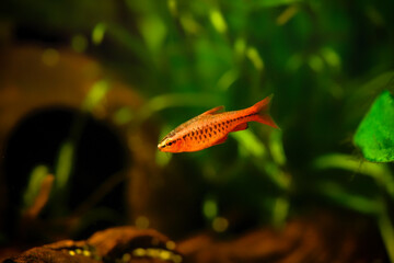Obraz premium The cherry barb or also called puntius titteya red blood, black tropical underwater, freshwater sri lanka fish closeup in nature fishtank aquarium