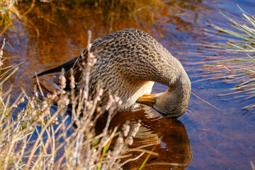 Mottled Duck in a pond in autumn