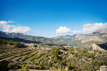 Obraz premium Fields in different levels of olive plantations in the province of Alicante, Spain