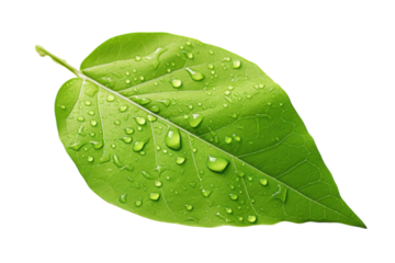 Raindrops gather on a vibrant green leaf resting on a smooth surface in a serene indoor setting