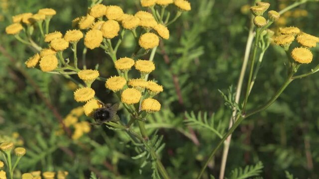 Tansy, Tanacetum vulgare, pest repellent and medicinal plant with flower blossom