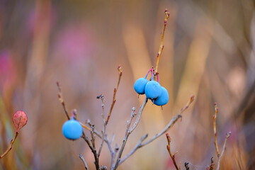 Bog bilberry in autumn in sweden