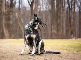 A German Shepherd dog looking away and yawning