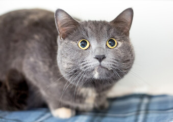 A wide eyed gray shorthair cat with dilated pupils